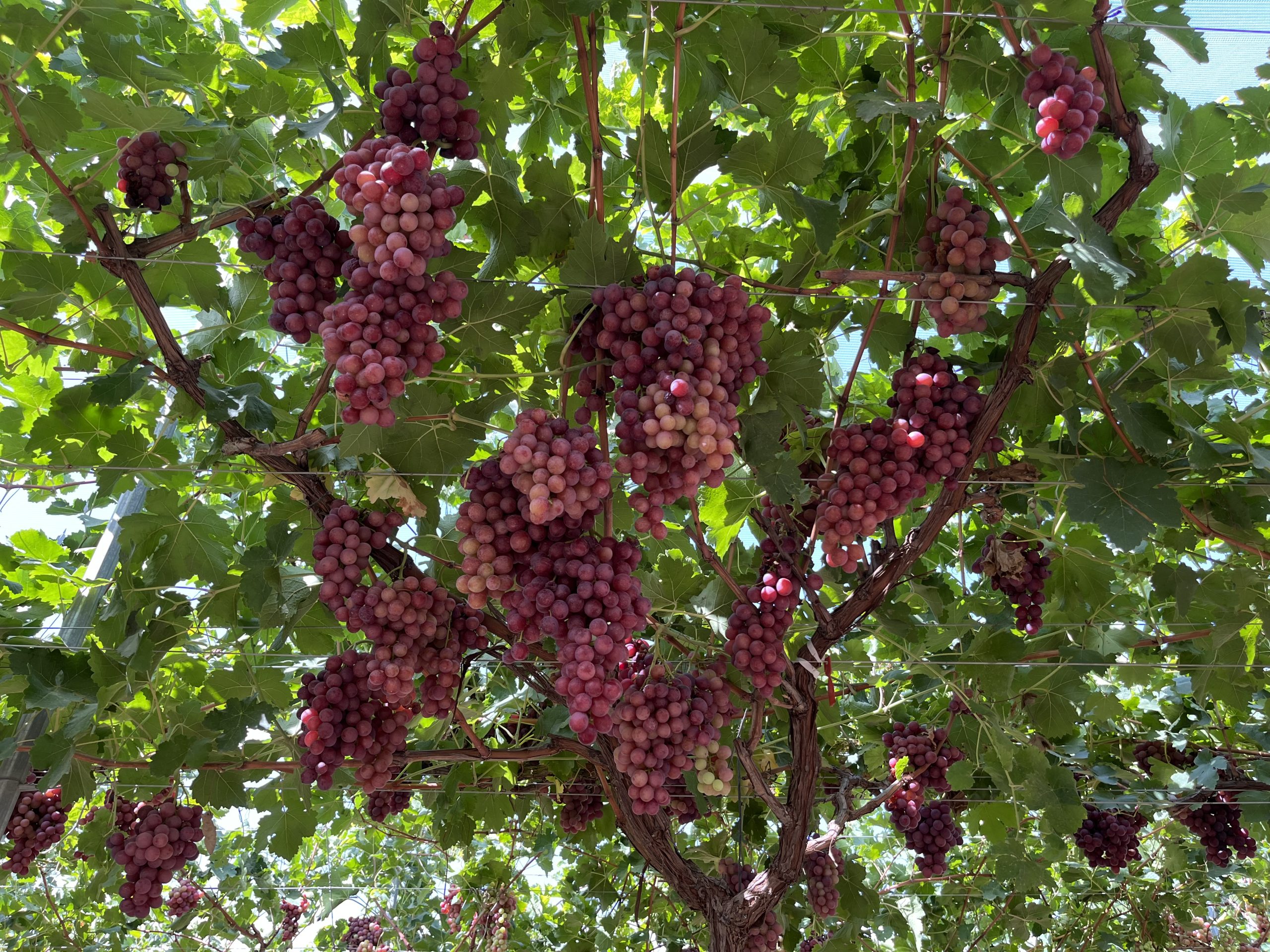 IMG_1881 sweet cel de F