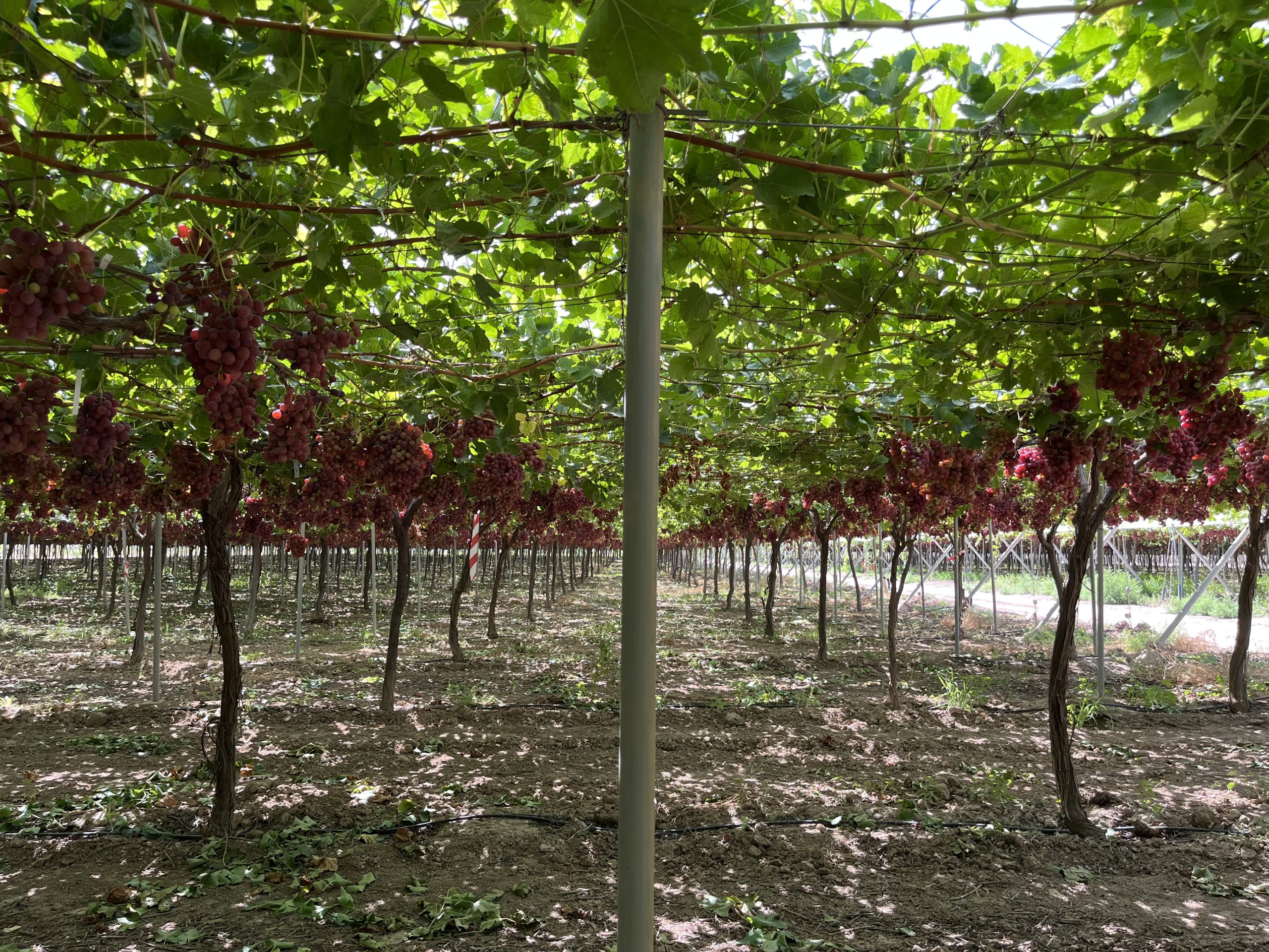 IMG_1911 sweet cel de T