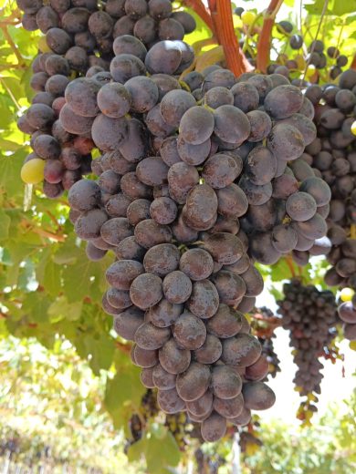 Itumtwelve o Black Joy