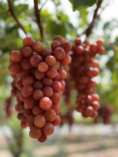 itumfifteen - rose caramel